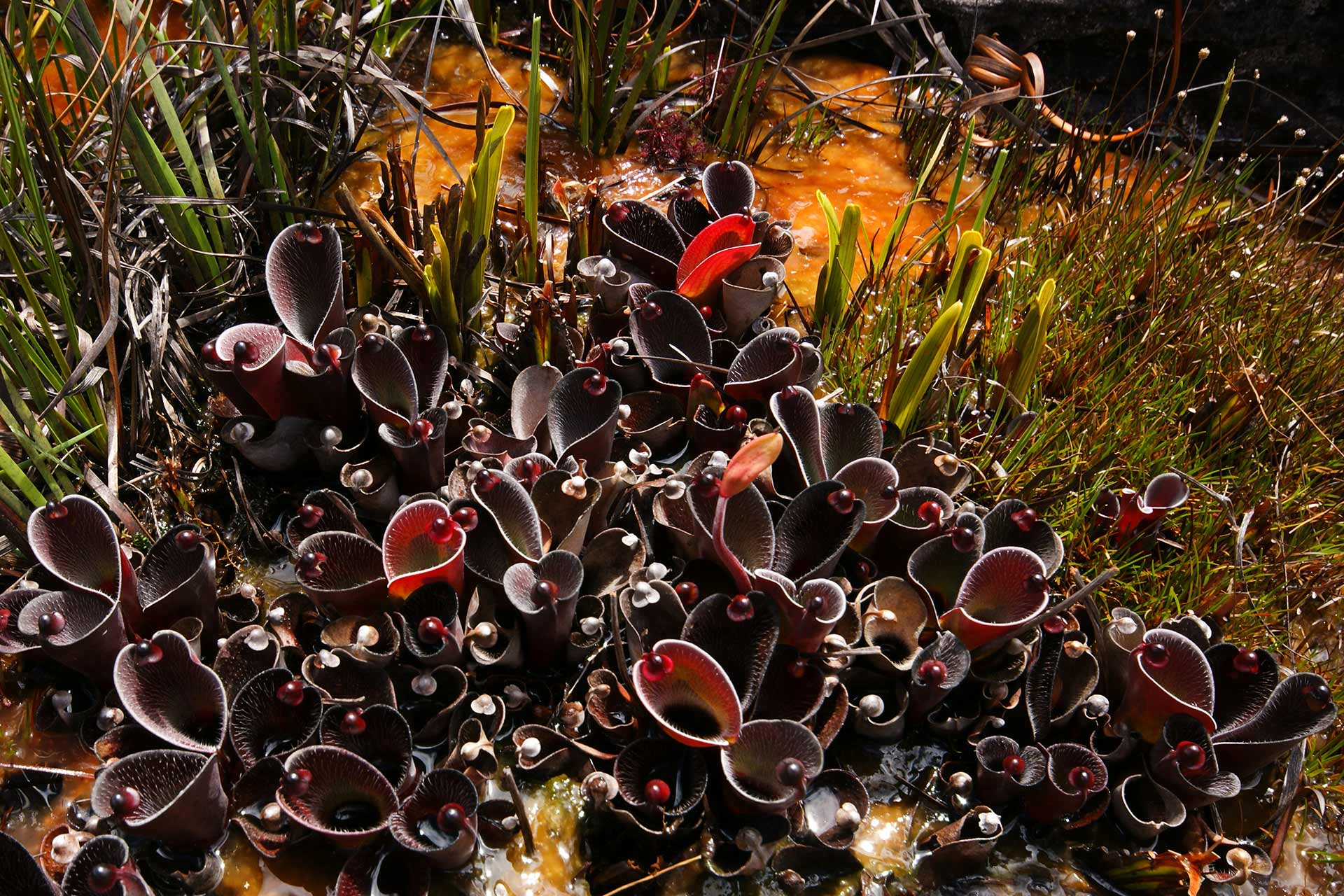 Große Gruppe von Heliamphora pulchella auf dem Amuri Tepui