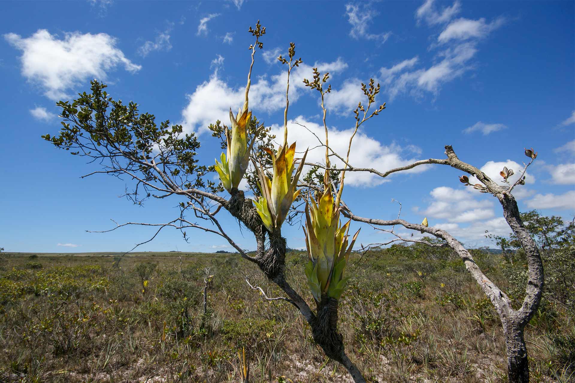 Die karnivoren Bromelien Brocchinia und Catopsis naturfotografiehennern