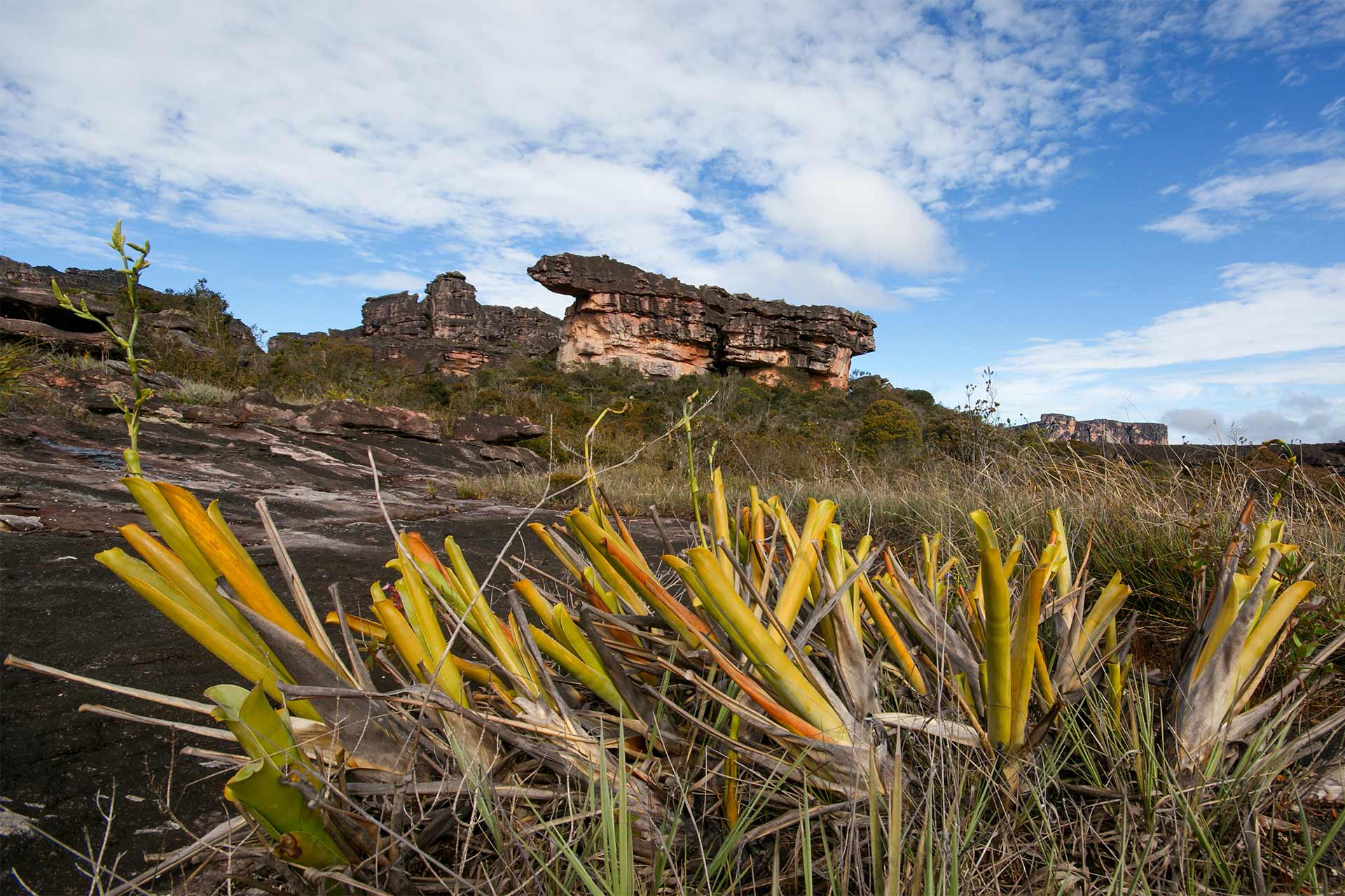 Brocchinia reducta auf dem Auyan Tepui