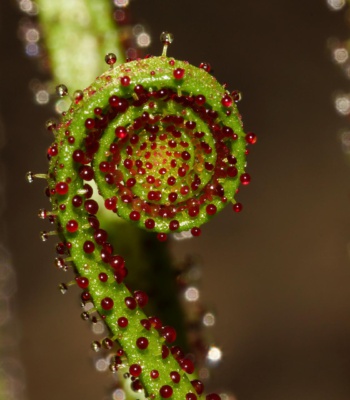 Drosophyllum lusitanicum Blatt