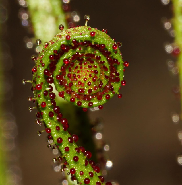 Drosophyllum lusitanicum Blatt